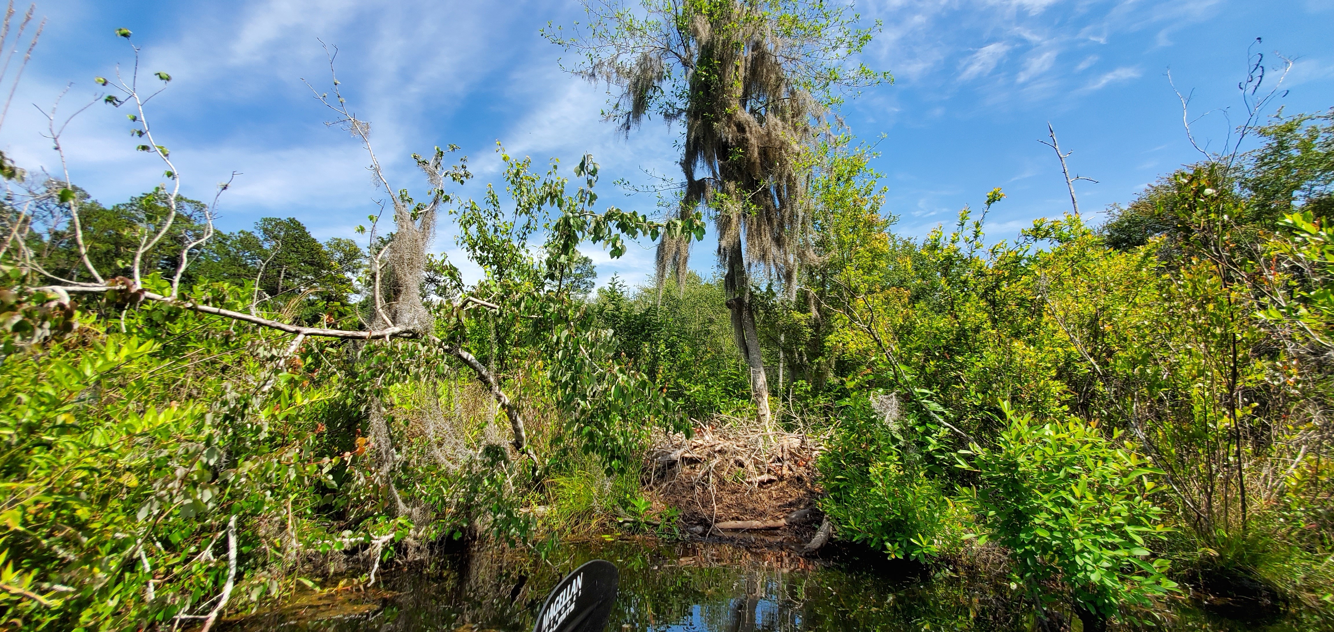 North side with trees