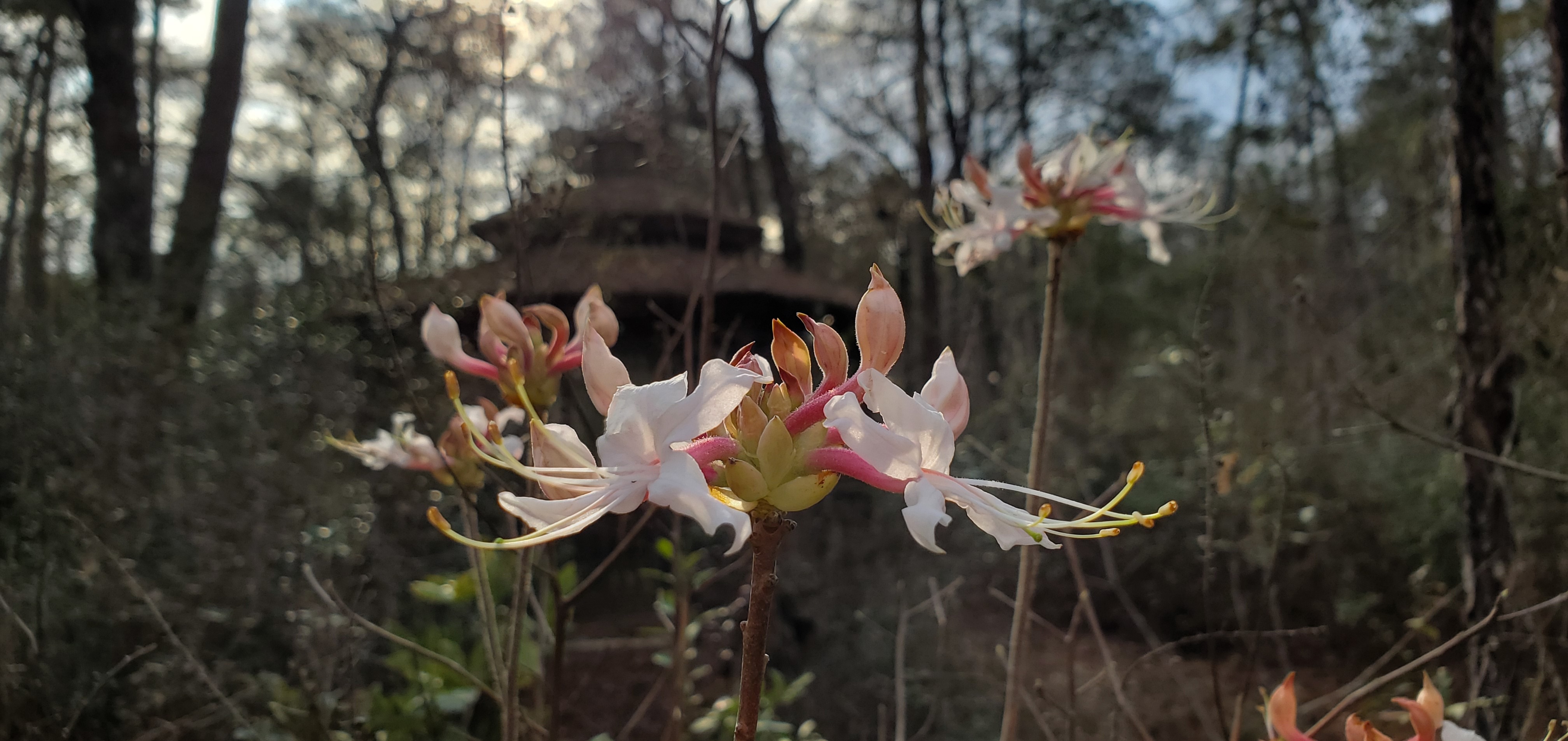 Native Wild Azaleas