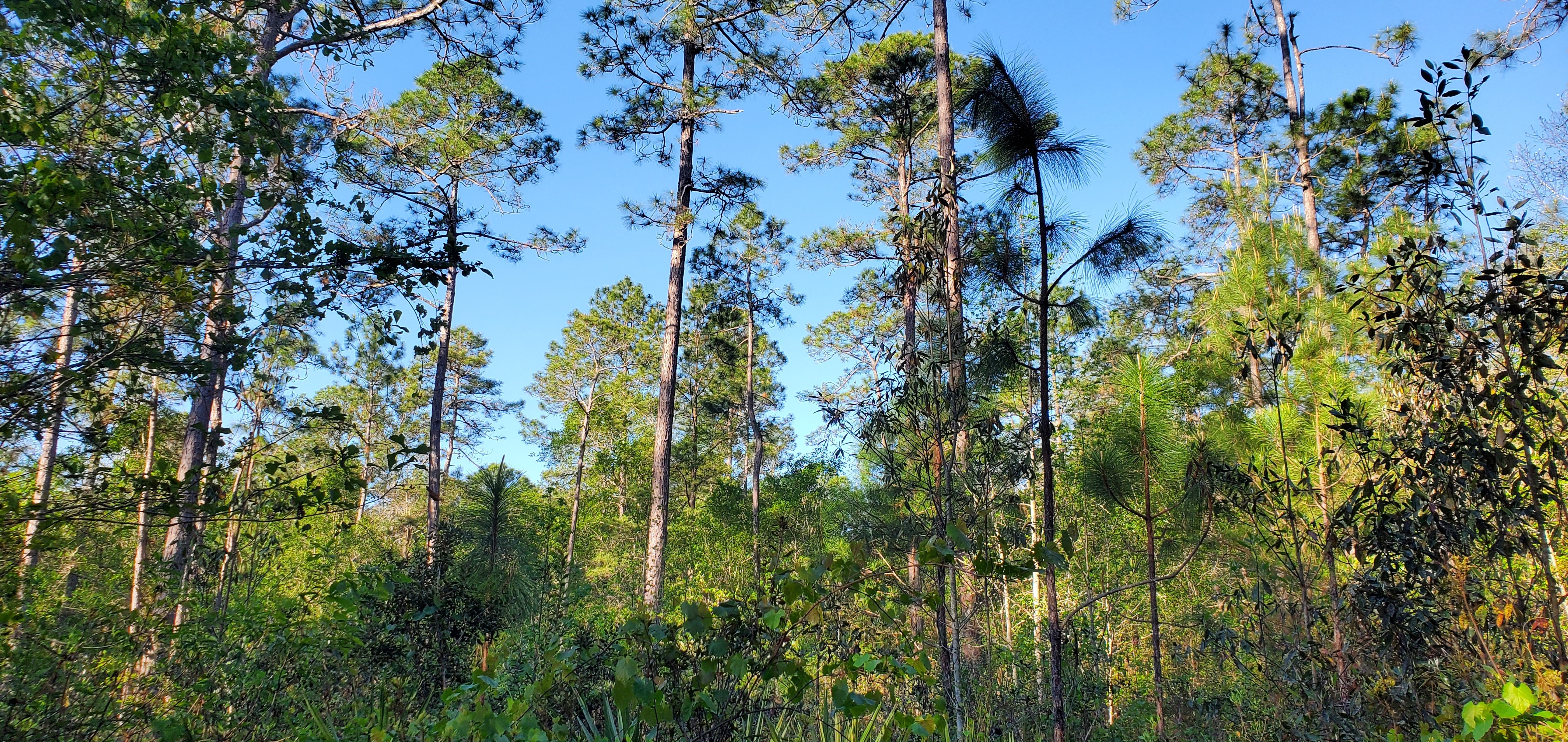 Tall sapling longleaf