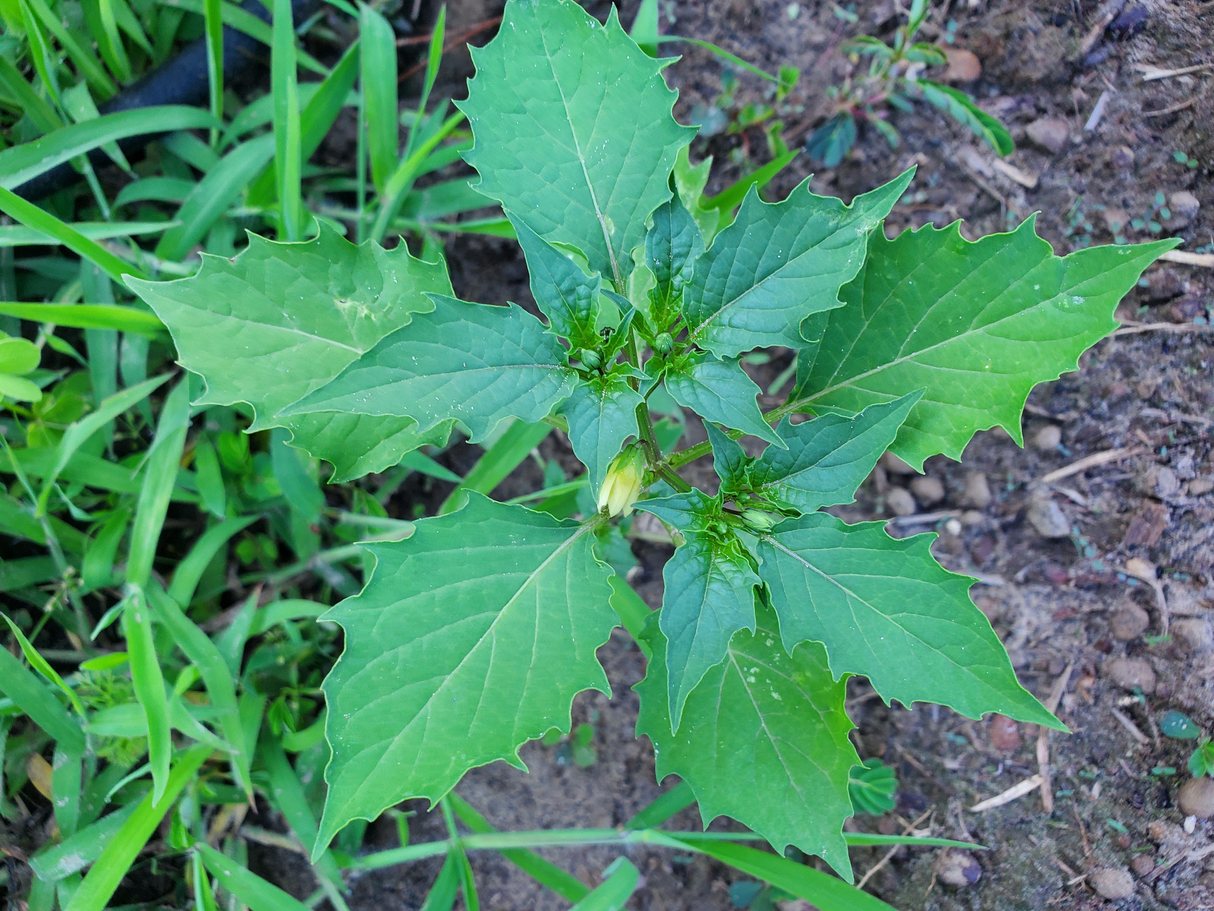 Cutleaf groundcherry (Physalis angulata)