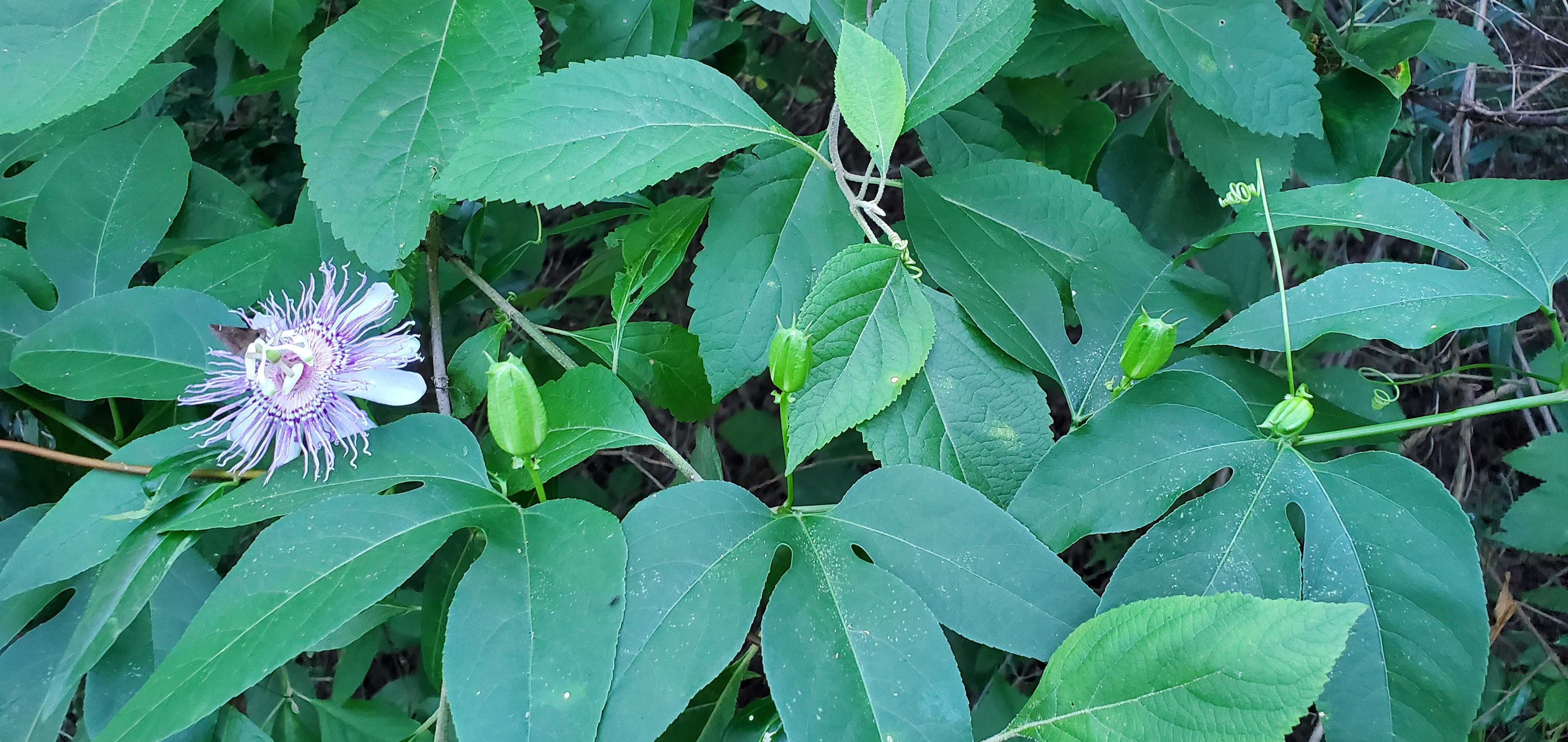 Wild passion flower (Passiflora incarnata)