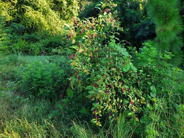 [Pokeberry with longleaf and chinaberry]