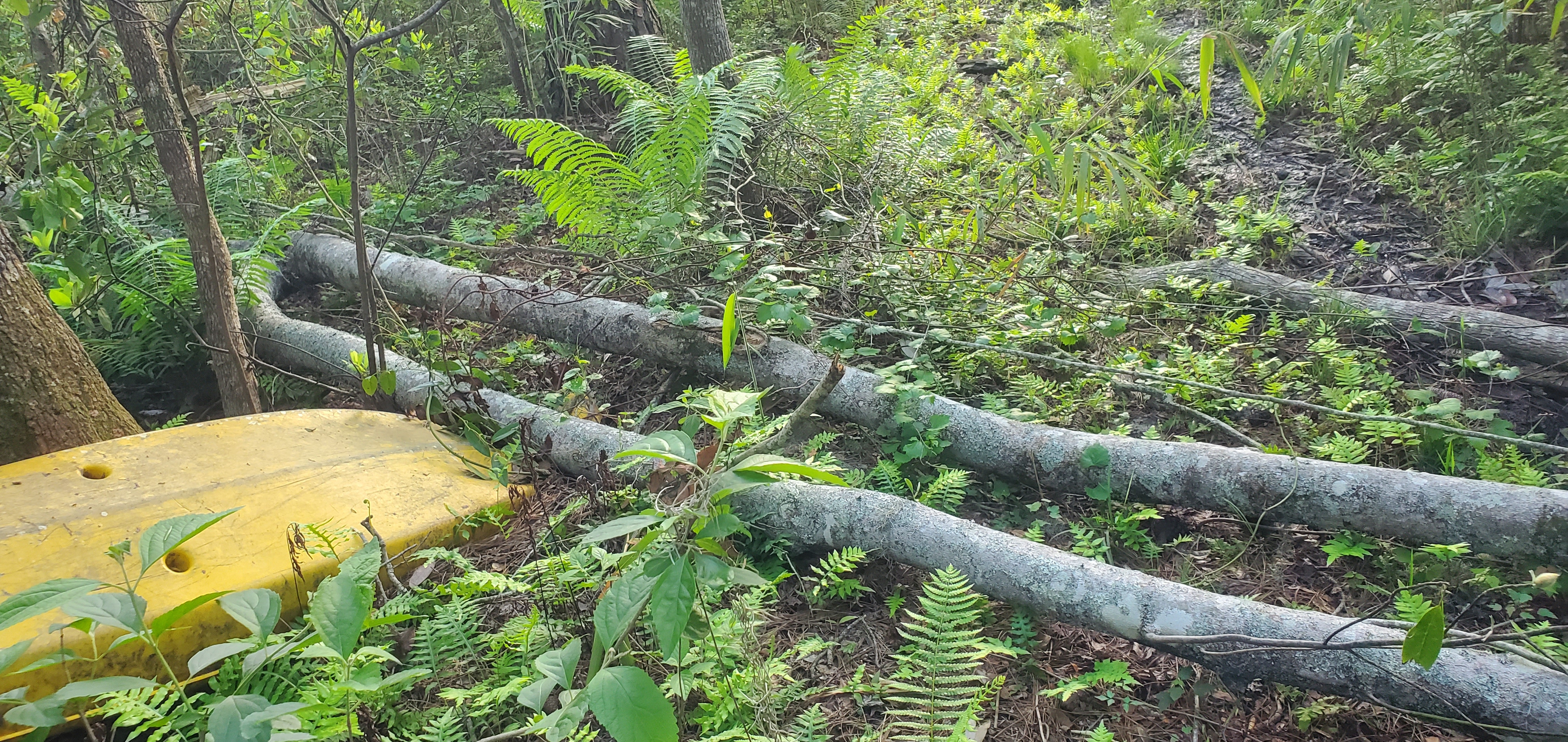 Deadfall on orange kayak