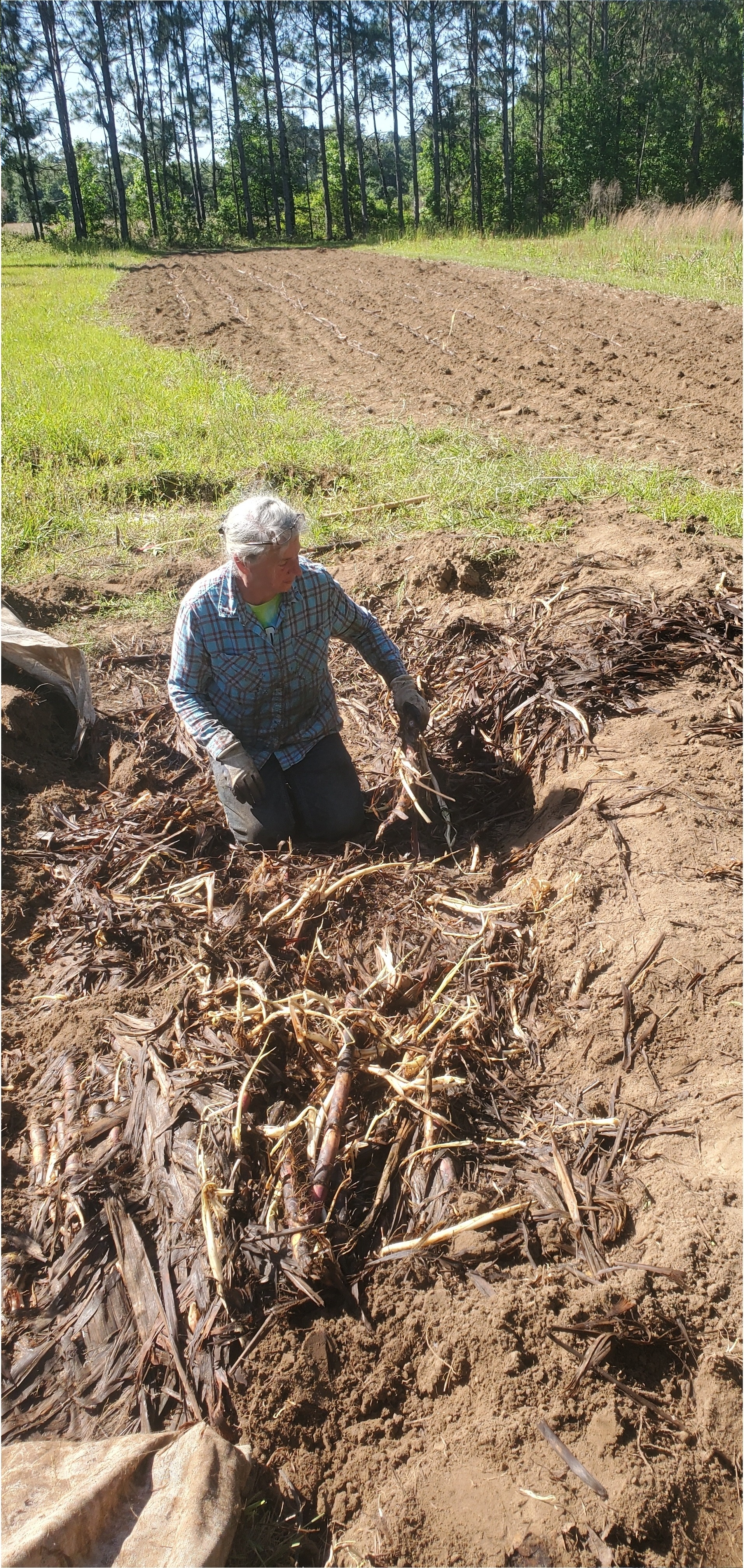 Excavating cane from its winter bed