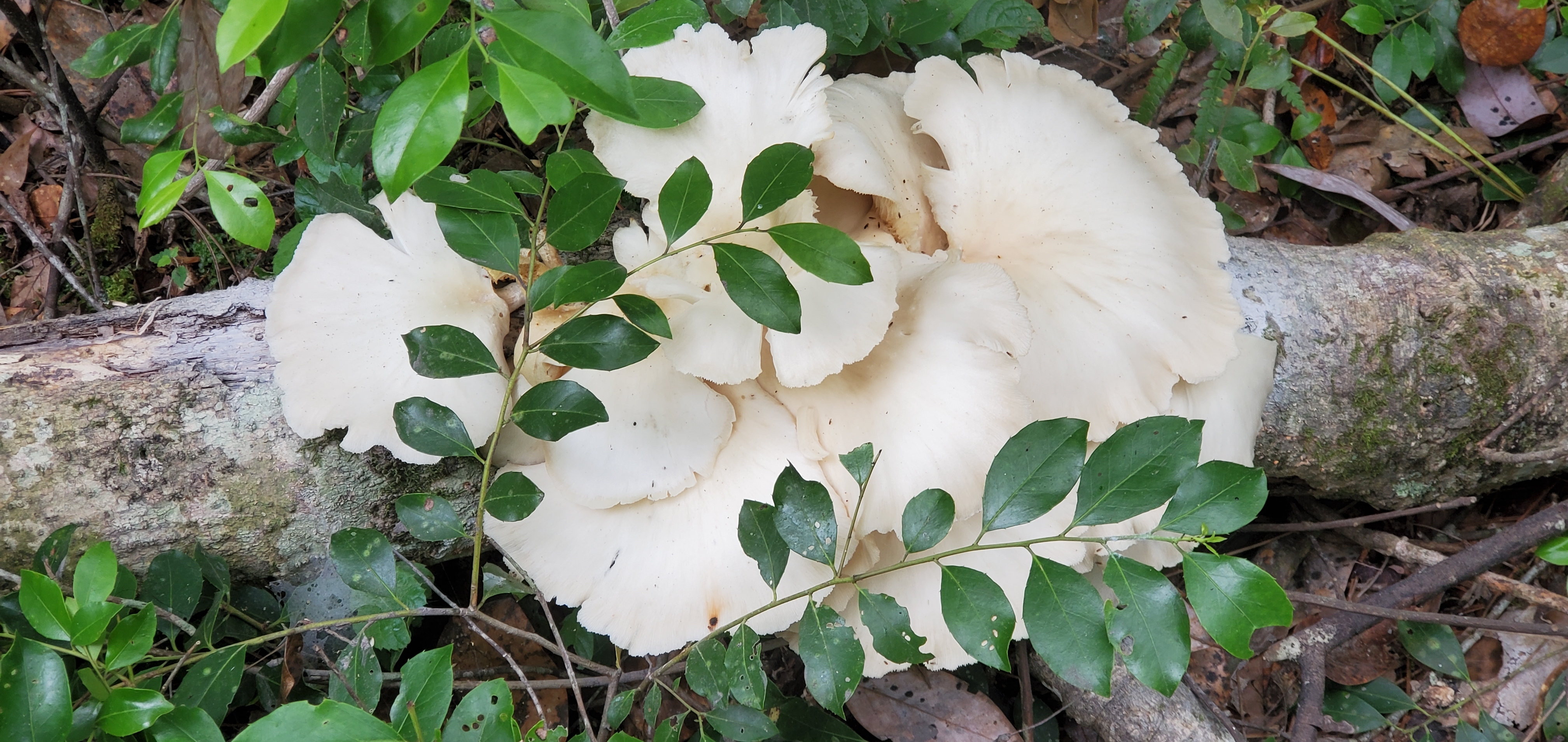 Cluster of mushrooms