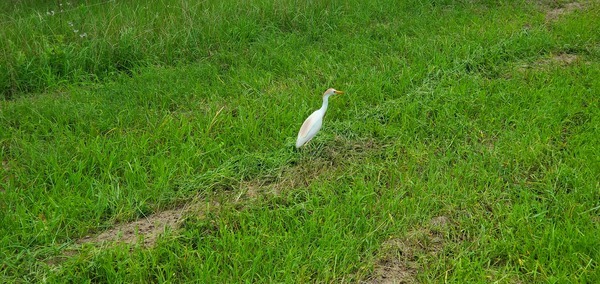 [Closeup cattle egret]