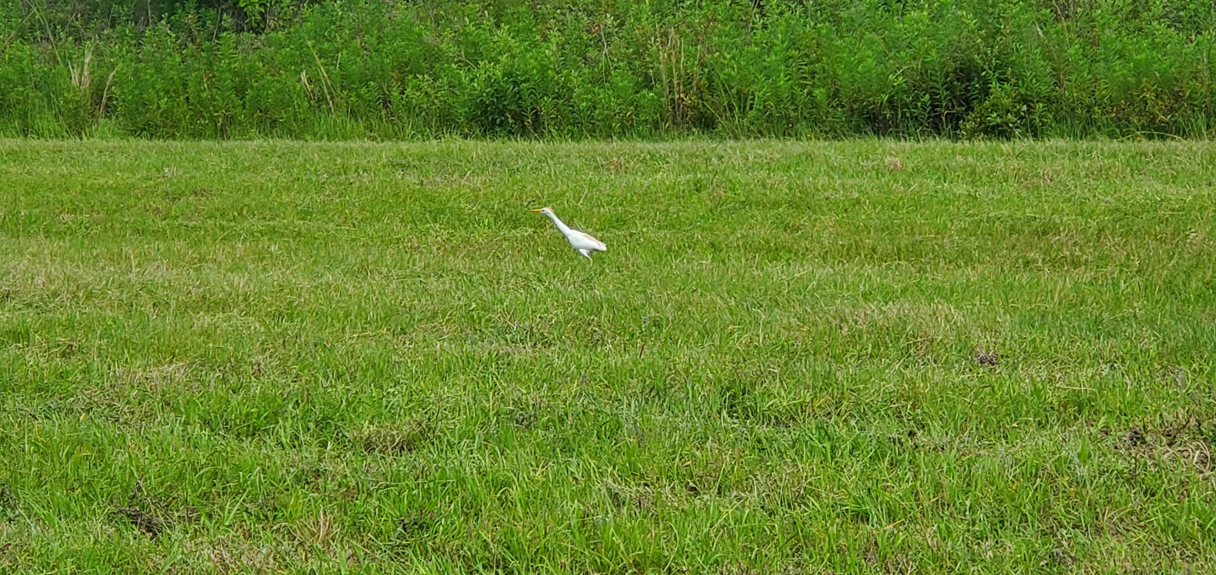 Cattle egret walking