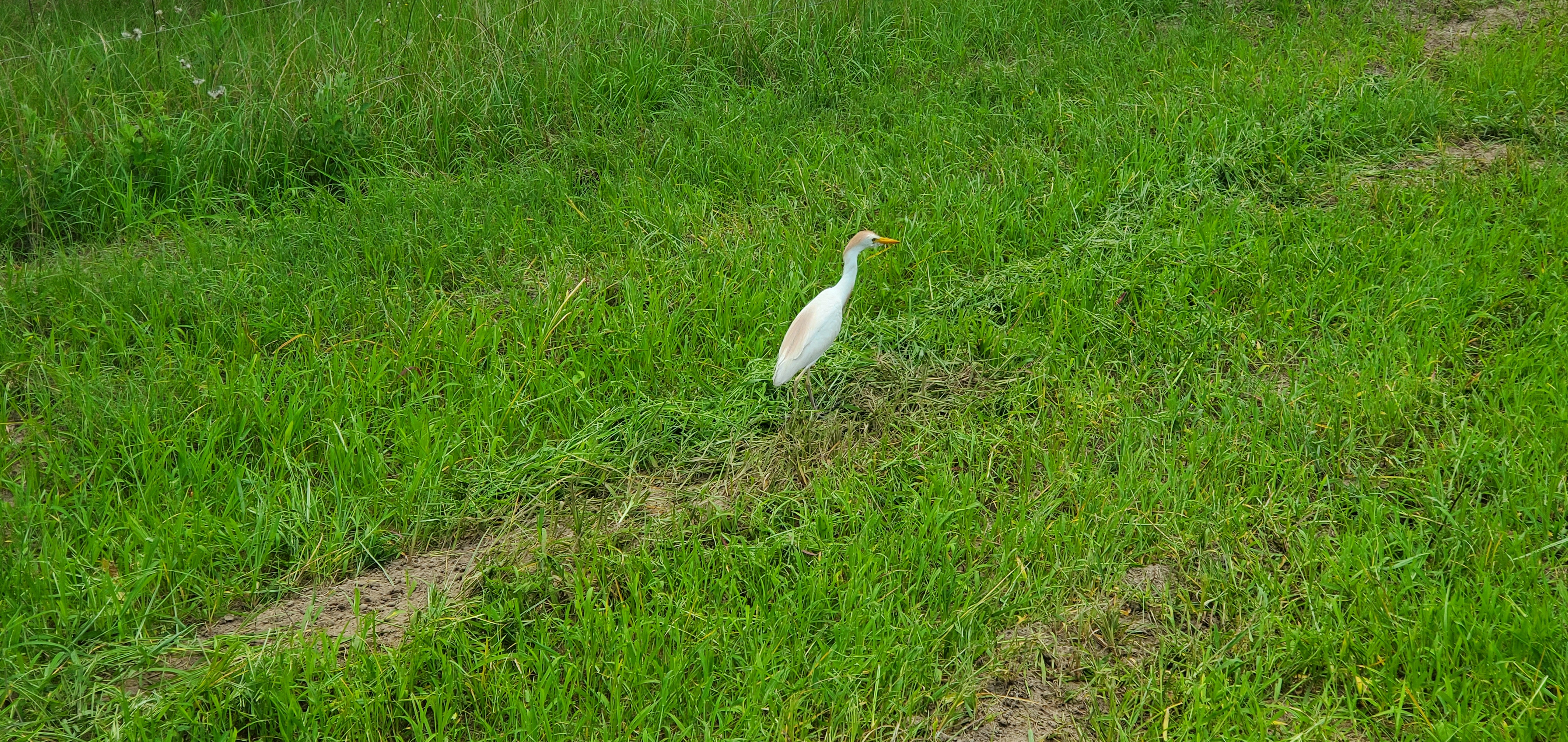 Closeup cattle egret