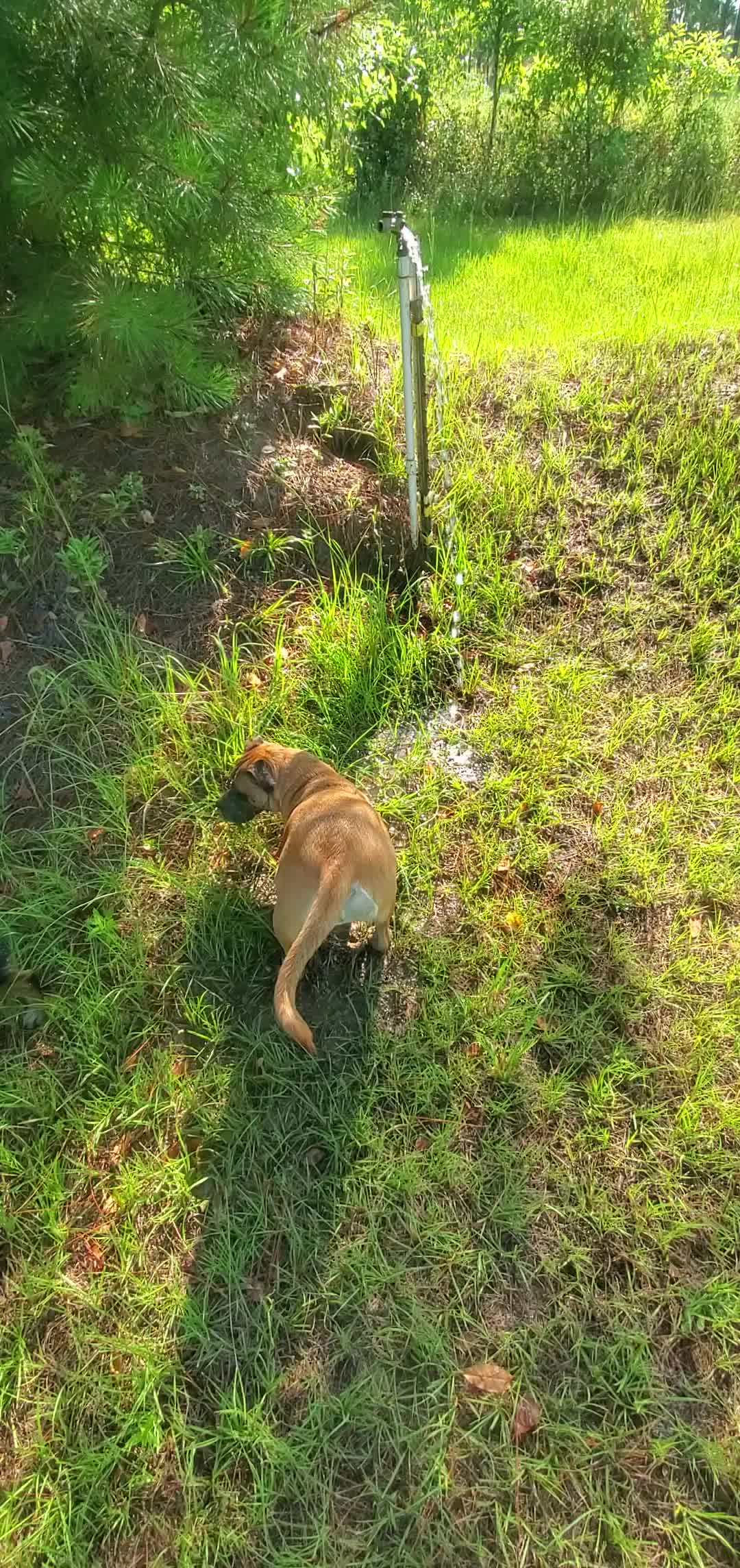 Movie: Honeybun digging water (16M)