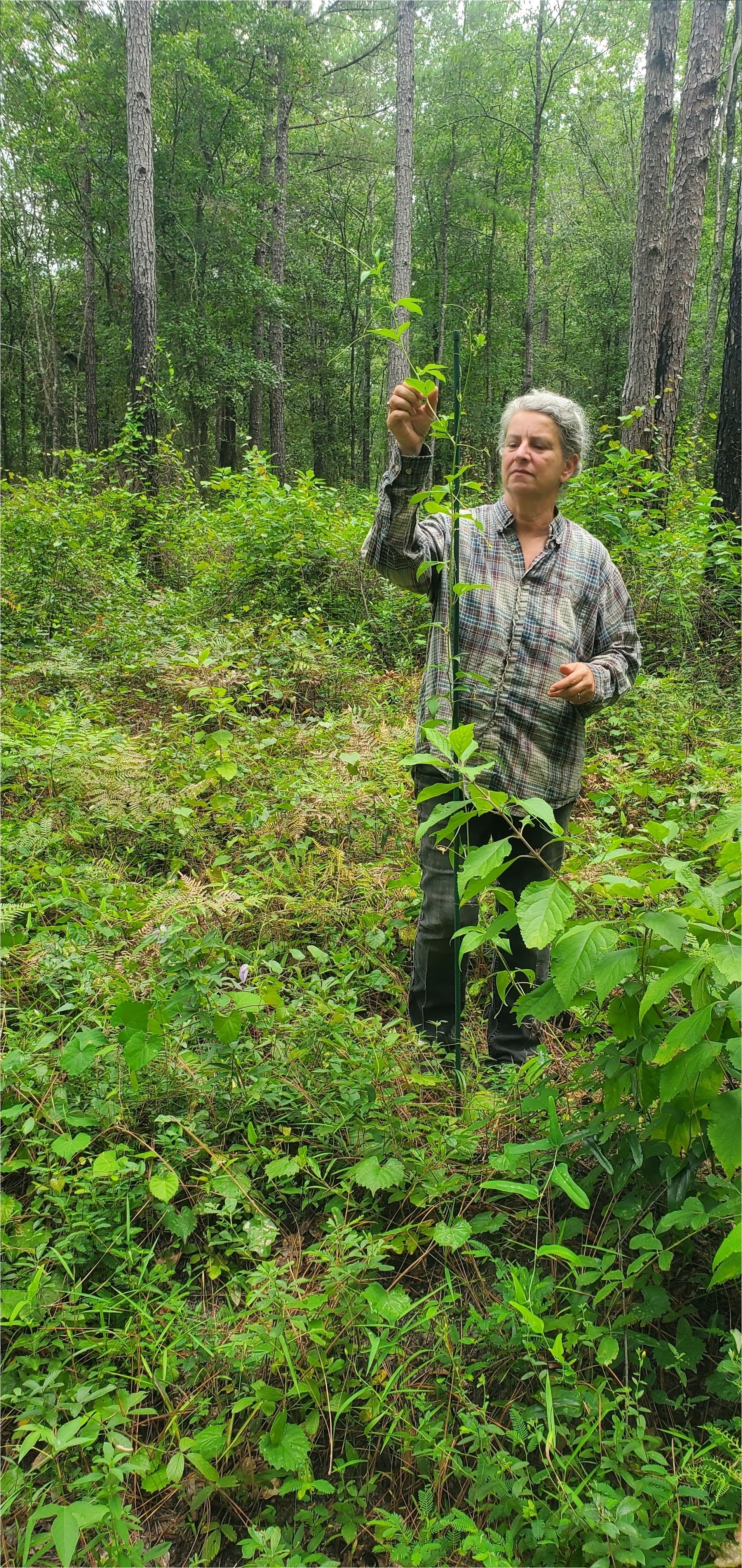 A maypop grown up its stake