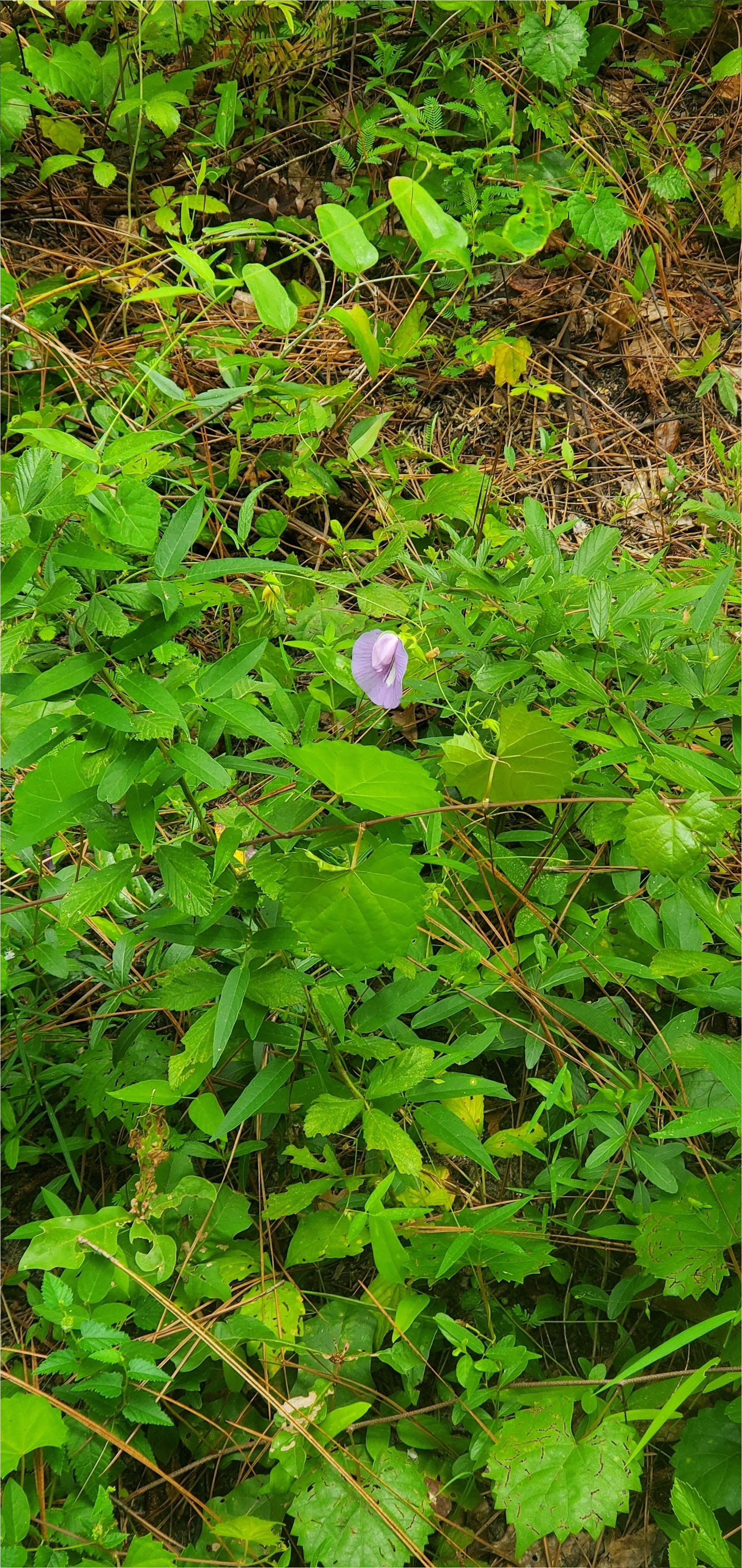 Butterfly pea, Centrosema virginianum