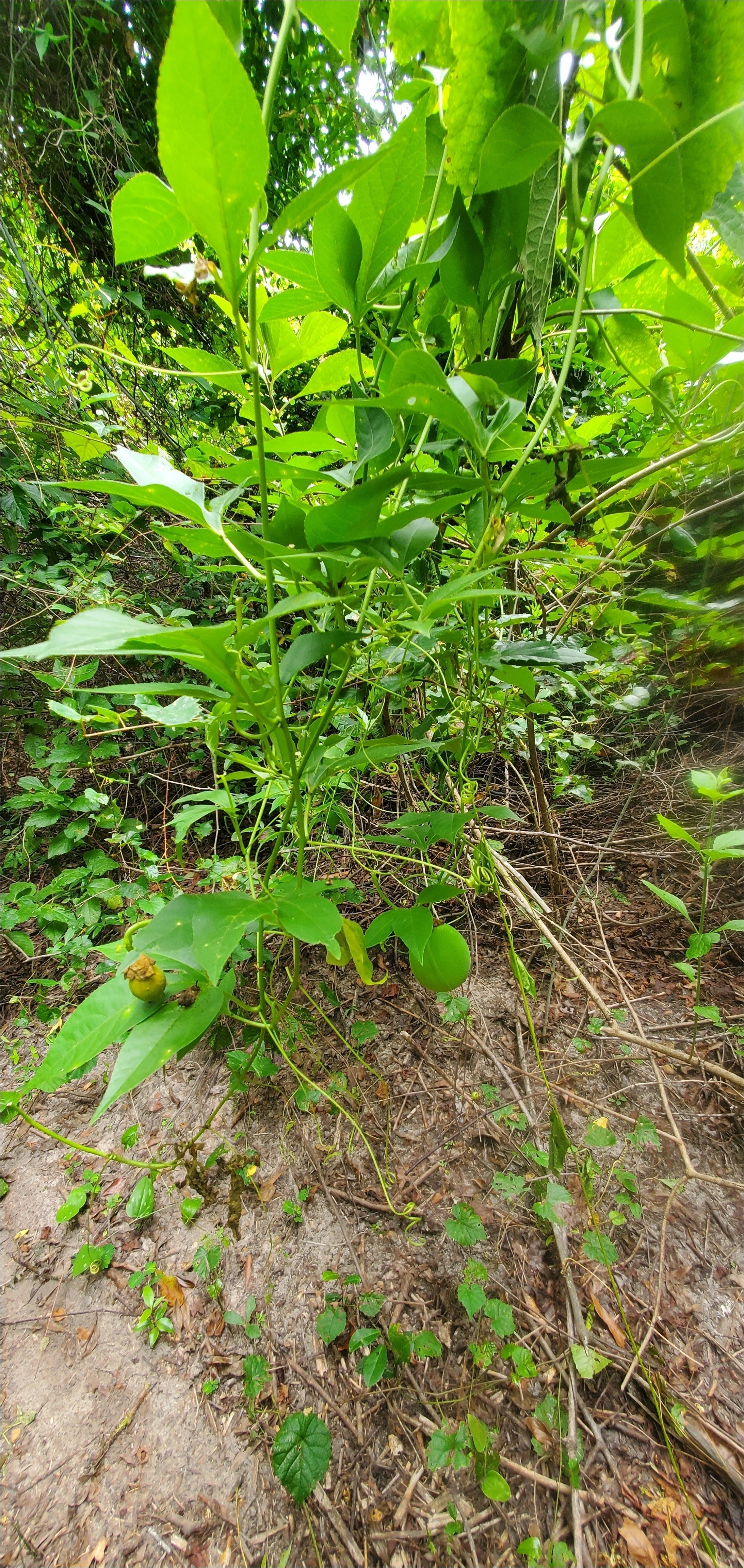 Maypop with fruit