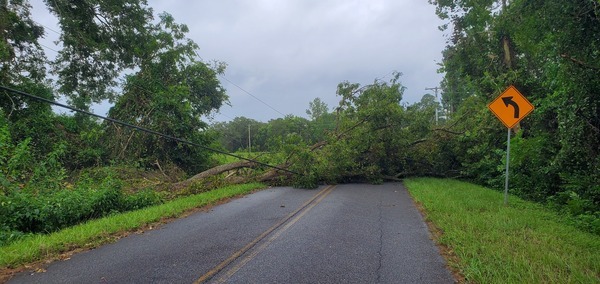 Context, power lines under trees on Quarterman Road 2023-09-01