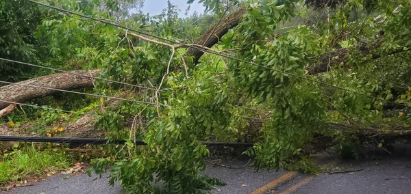 Closeup, power lines under trees on Quarterman Road 2023-09-01