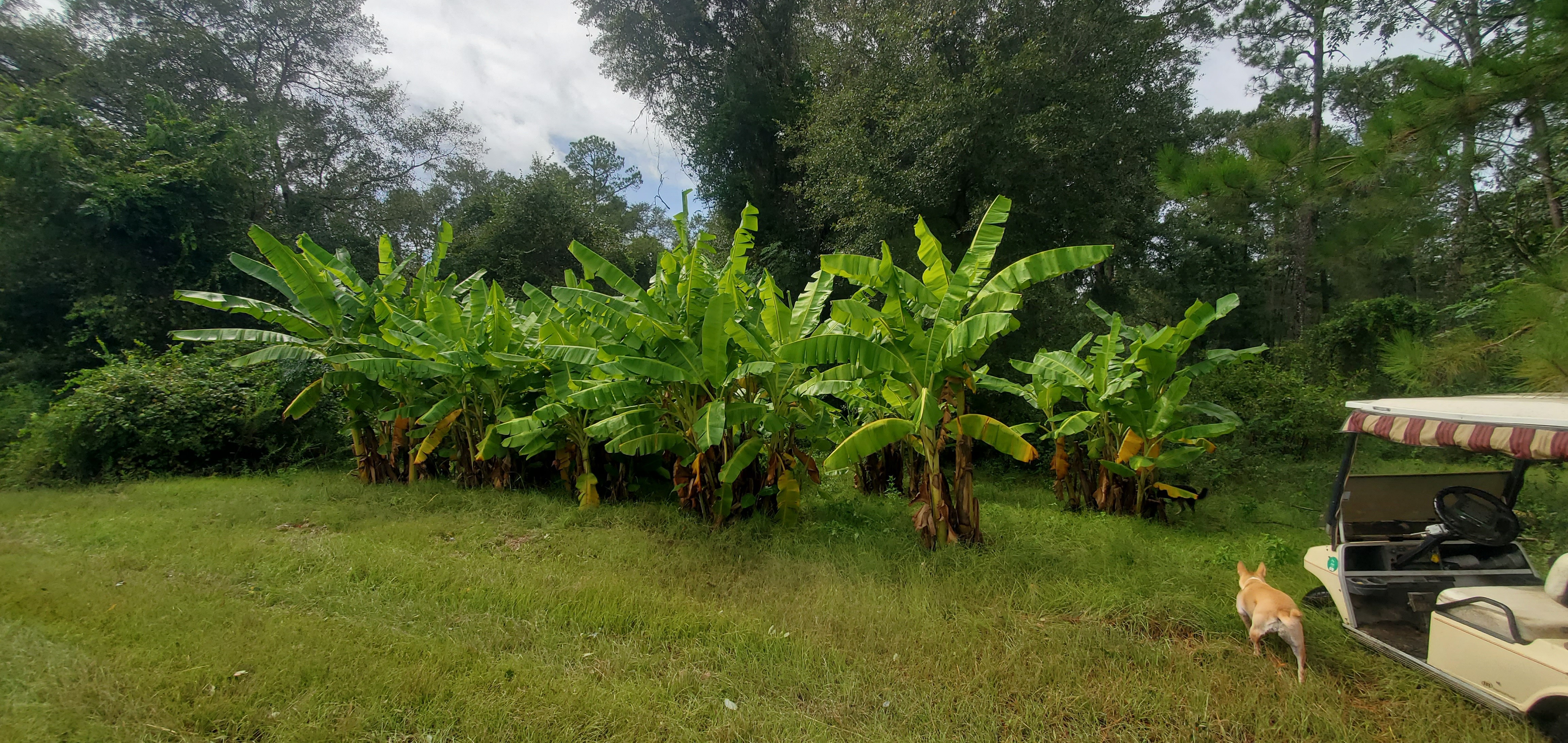 Banana plants look good; protected from the north wind 2023-08-30