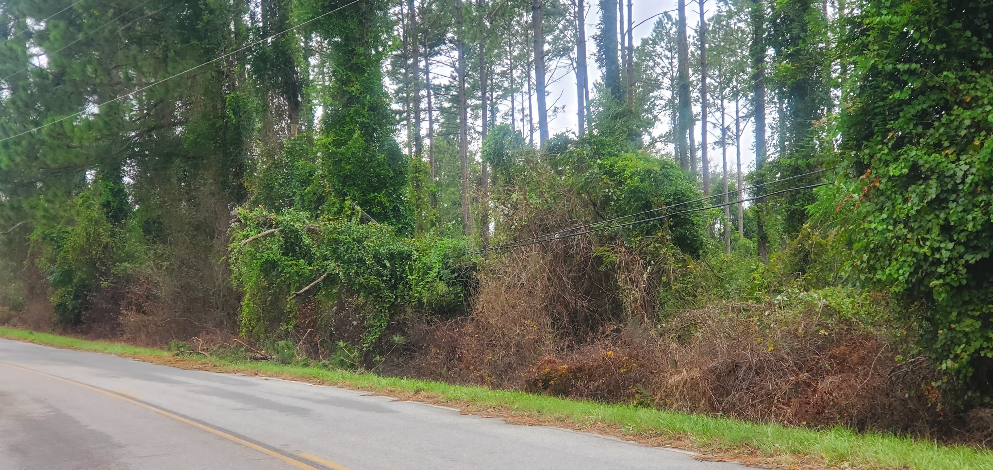 Context, phone lines under trees, Hambrick Road 2023-09-01