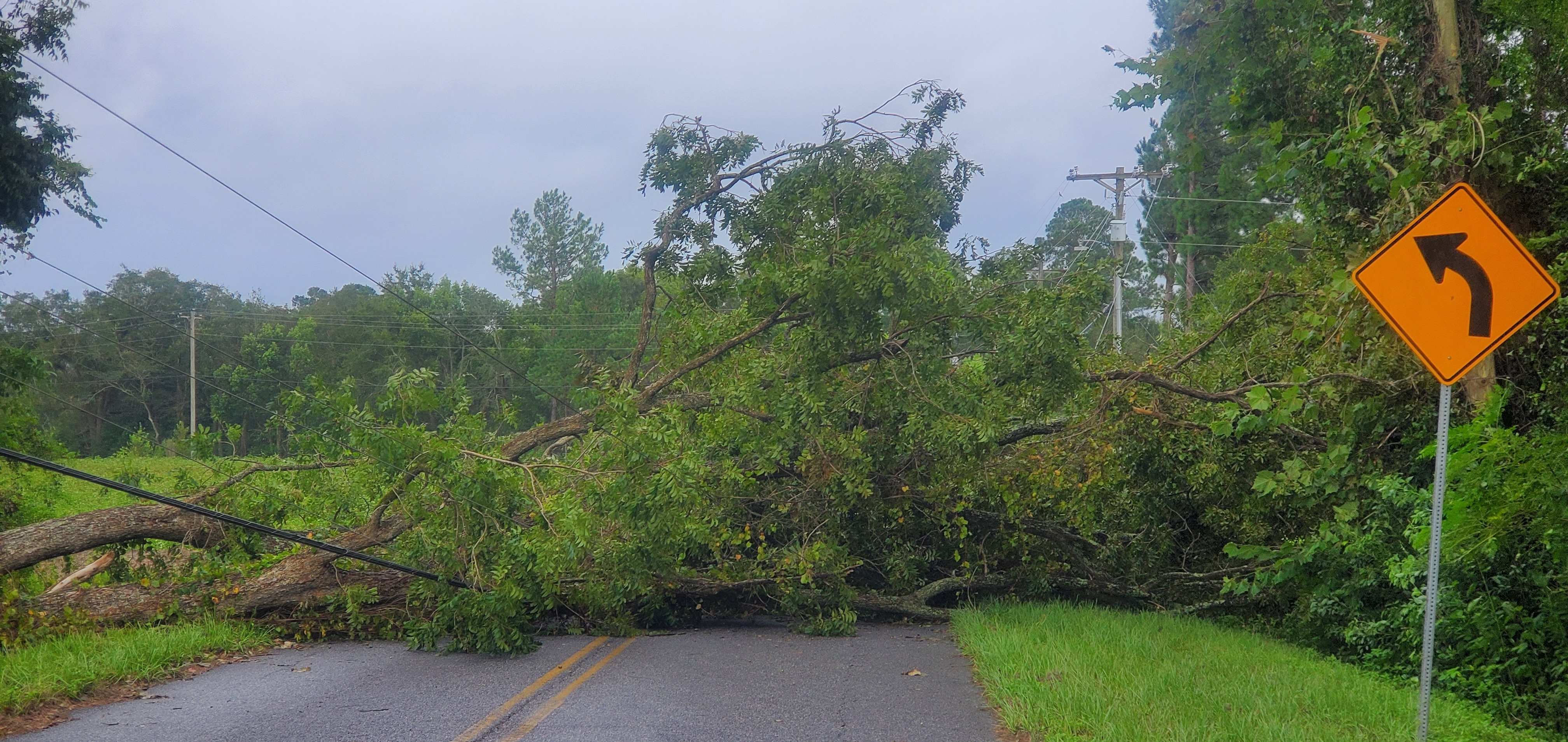 Power lines under trees on Quarterman Road 2023-09-01