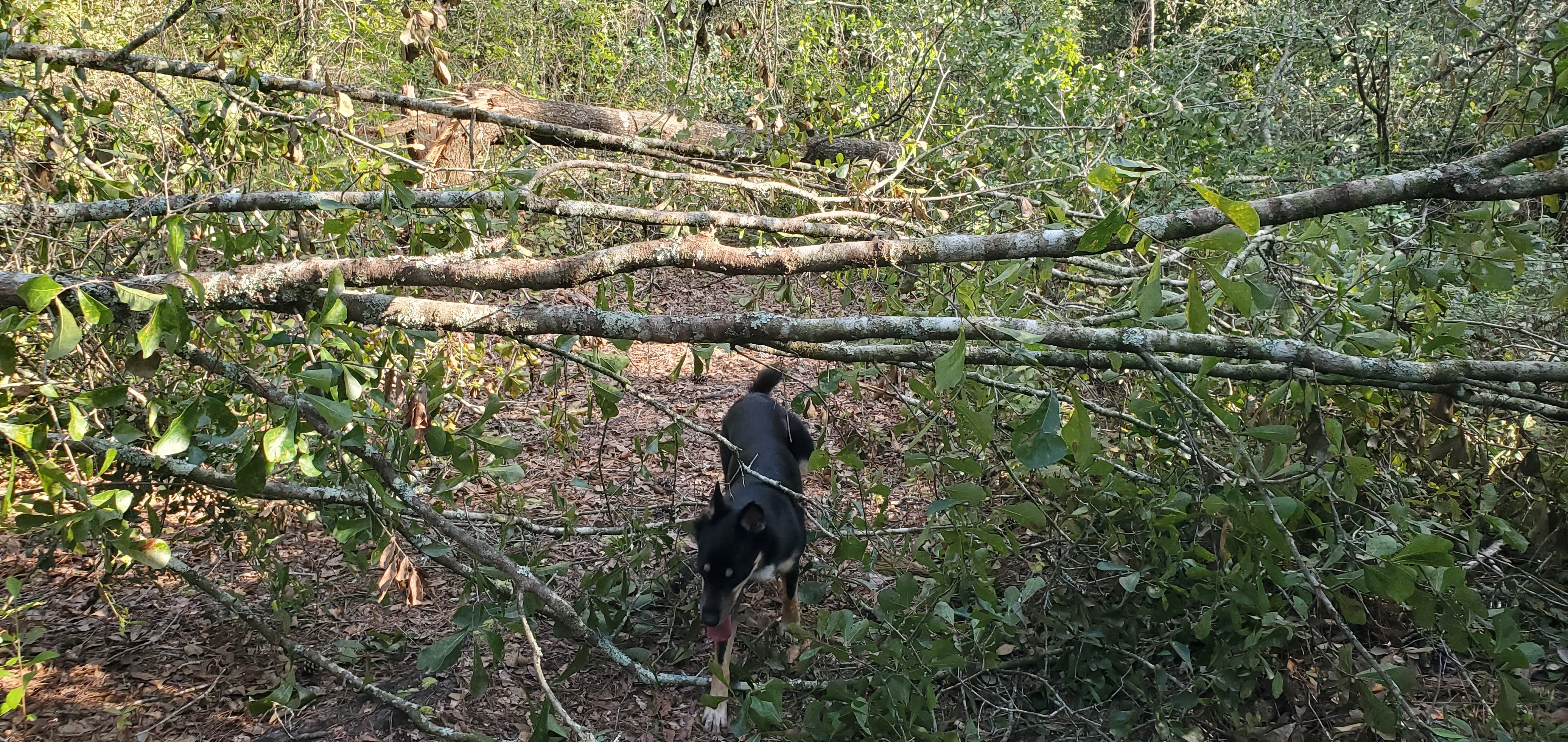 Arrow and some limbs across the beaver pond path