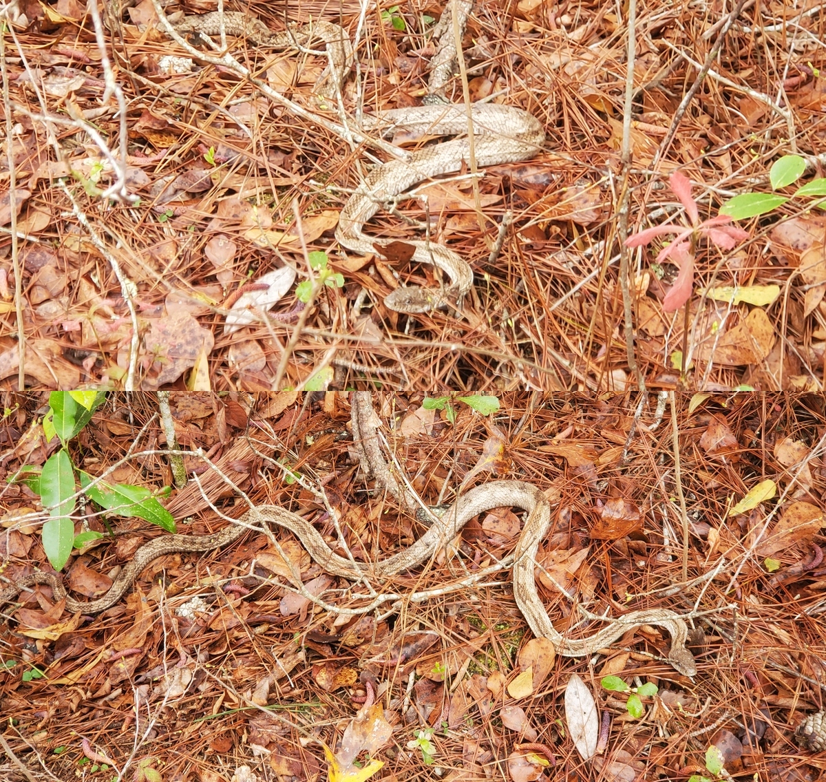 Head and body of snake