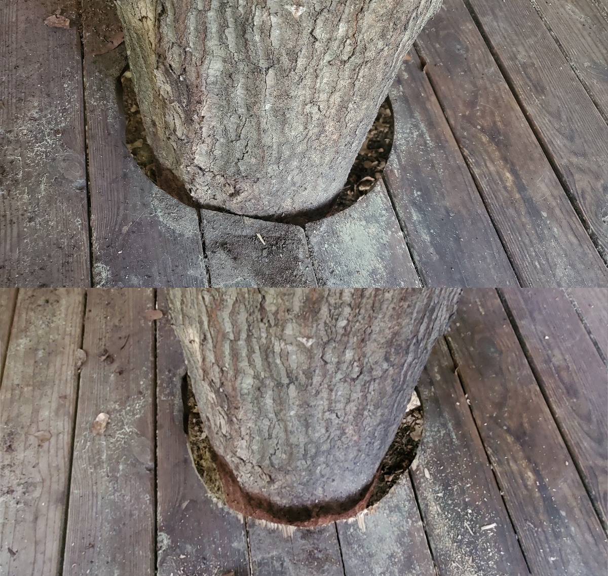 Before and after, oak tree through porch floor 2024-04-13