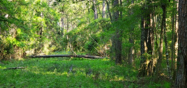 Deadfall across methane pipeline