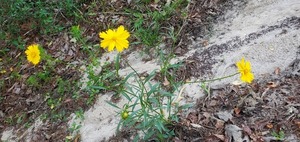 [Coreopsis lanceolata 2024-05-02]