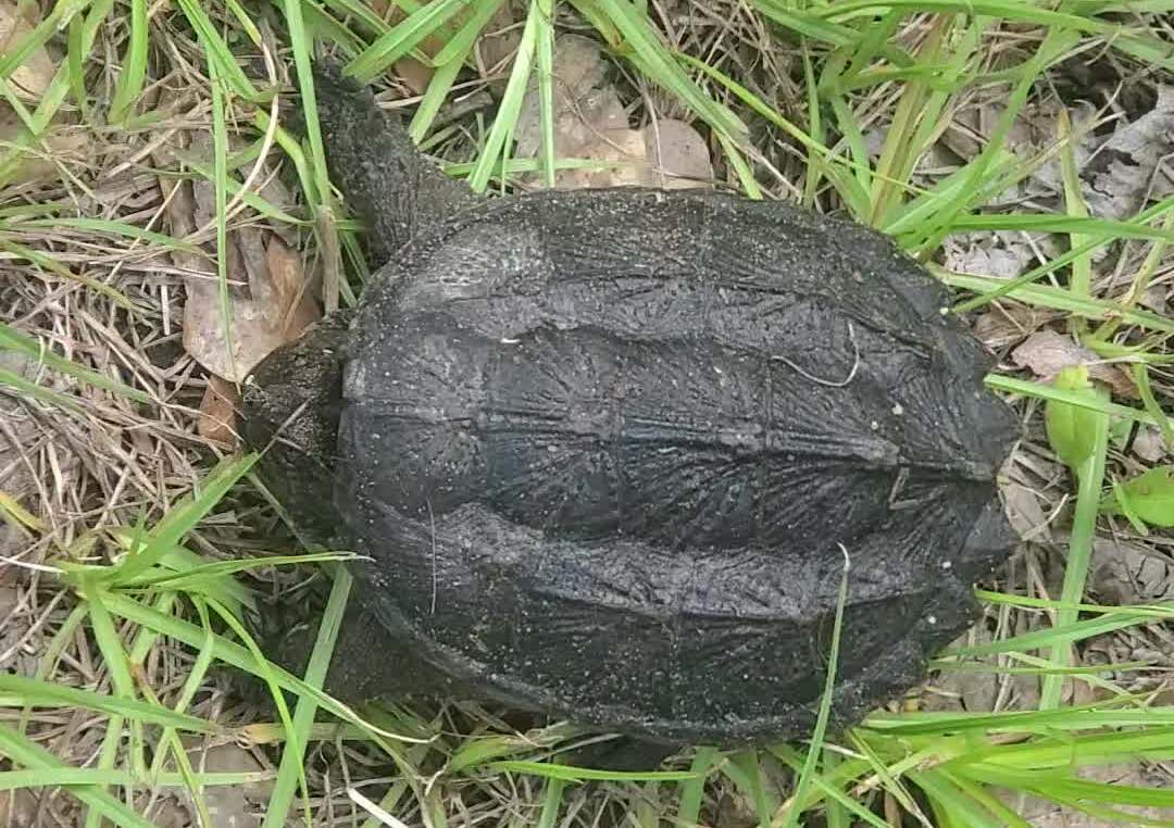 [Lively small turtle]