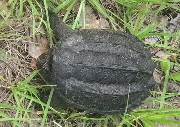 Lively small turtle