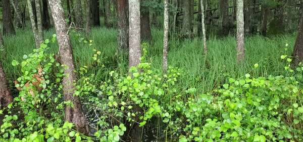 [Movie: Cypress swamp full of water (52M)]