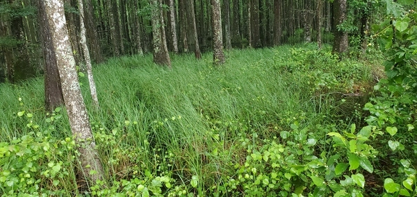 Cypress swamp full of water