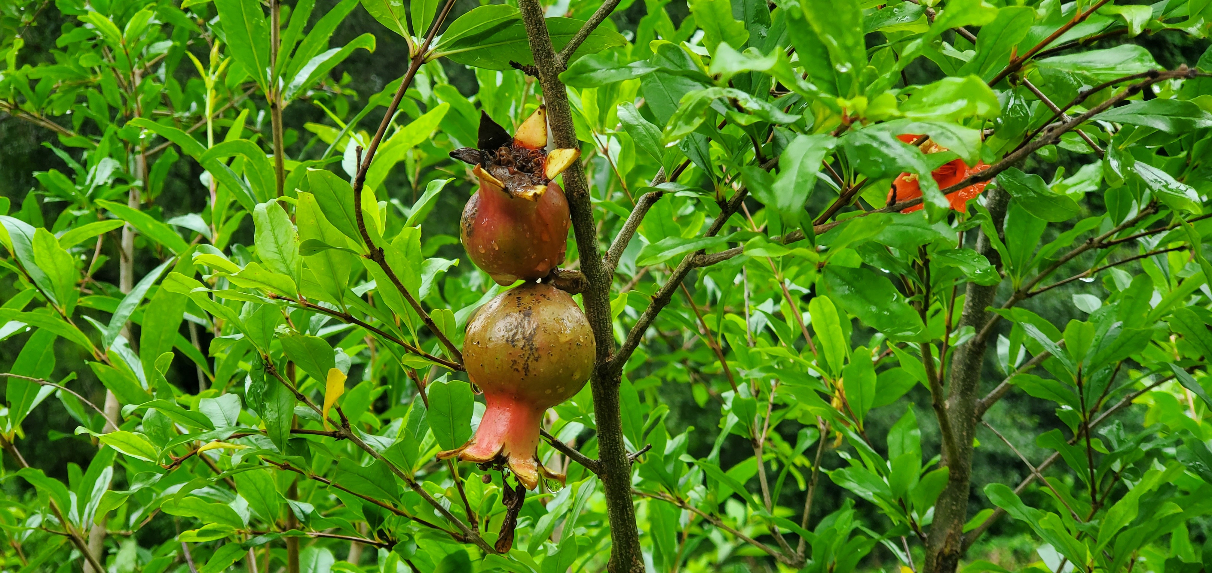 Pomegranate