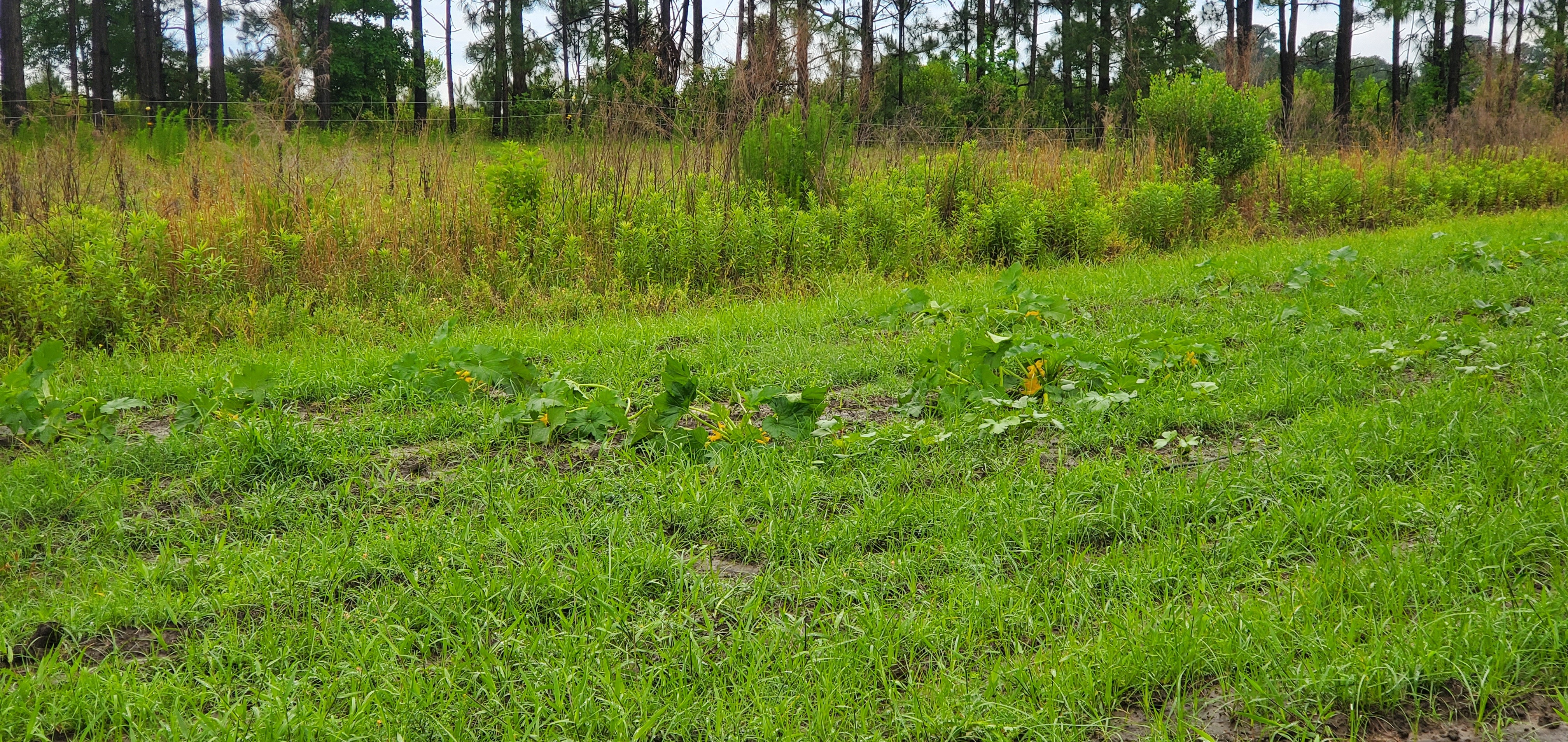 Squash and okra