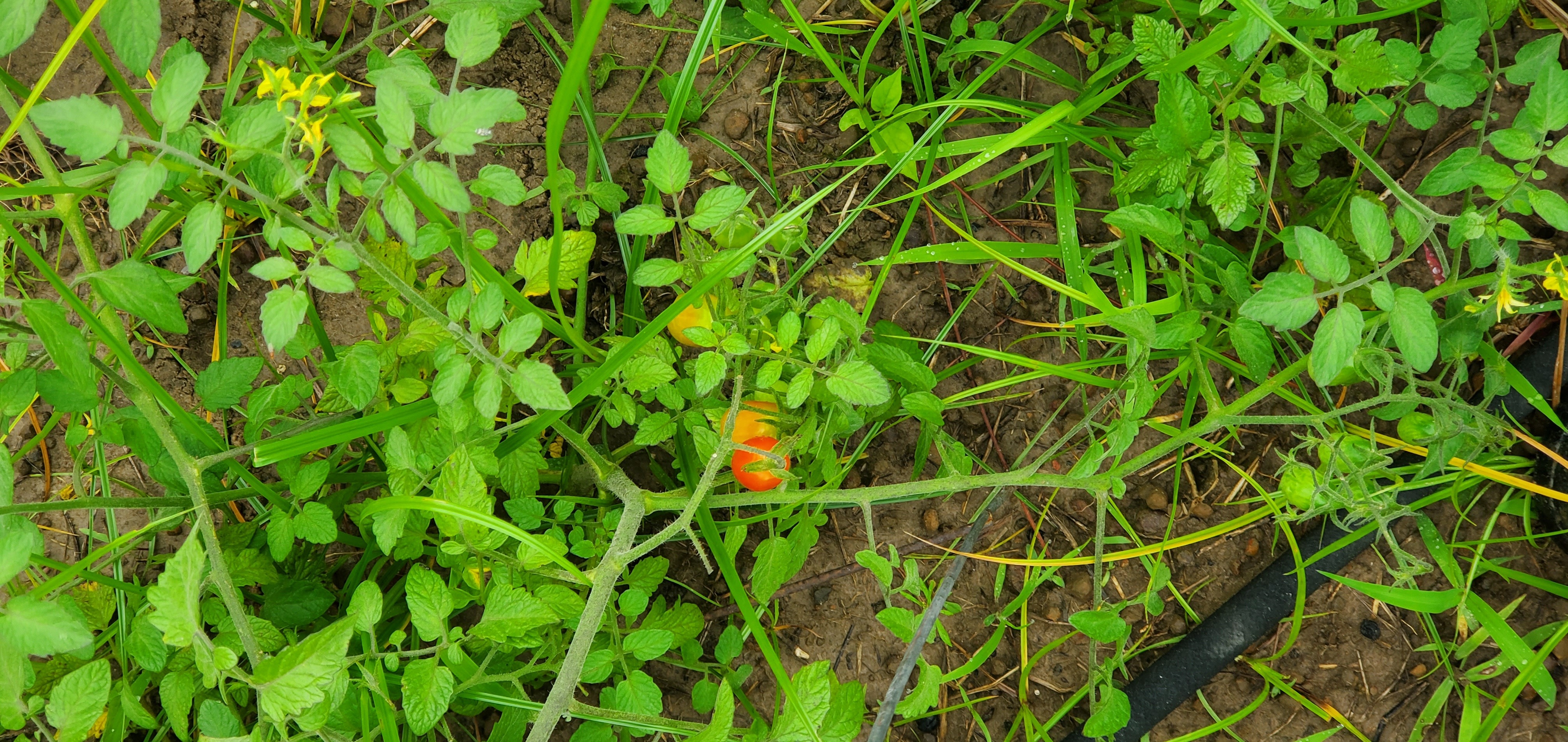 Tomatoes