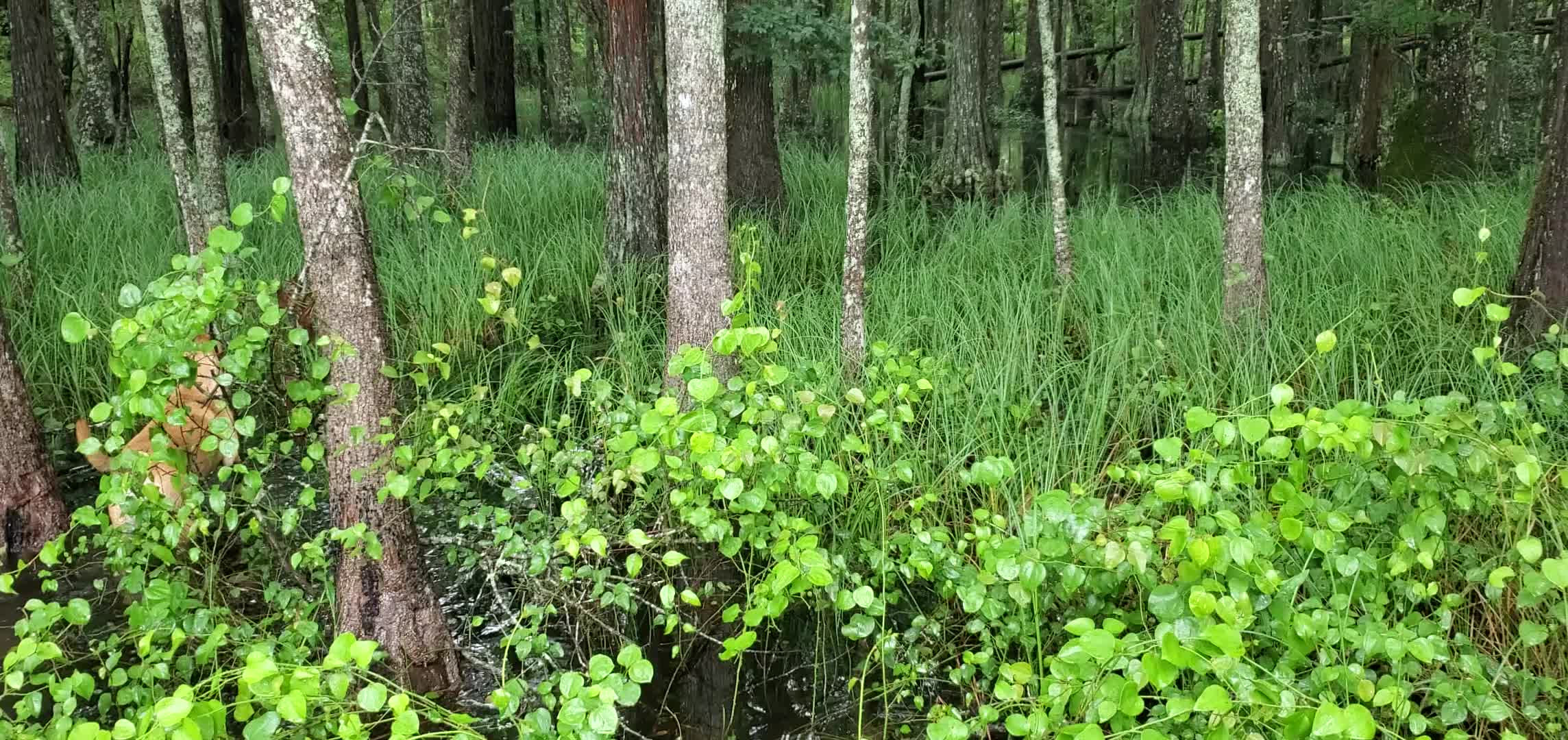 Movie: Cypress swamp full of water (52M)