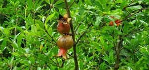 [Pomegranate]