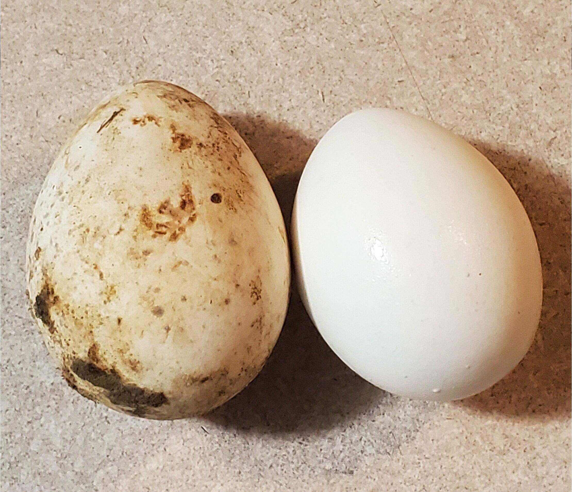 Turkey egg and chicken egg