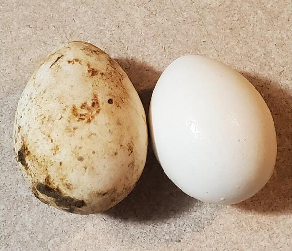 [Turkey egg and chicken egg]