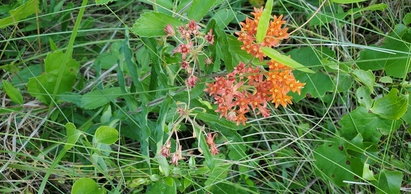 [Butterfly Milkweed]