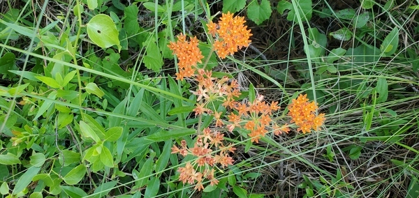 Asclepias tuberosa