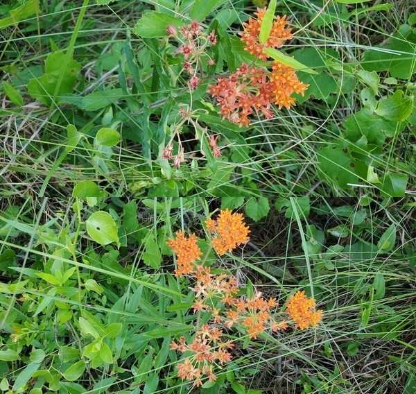 Two clumps of butterfly milkweed