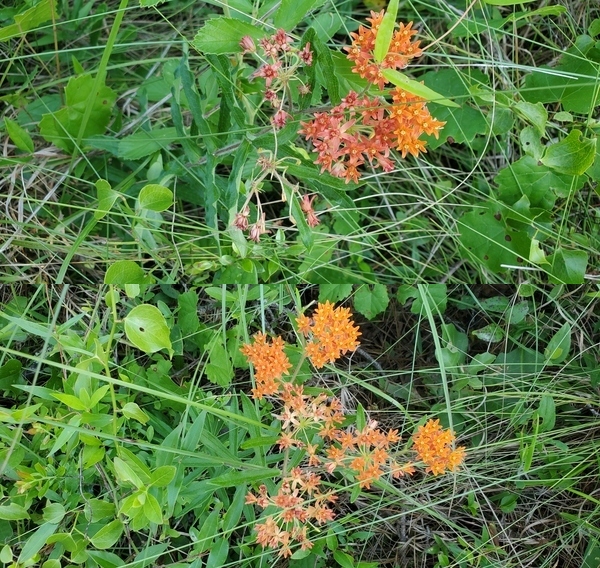 [Two clumps of butterfly milkweed]