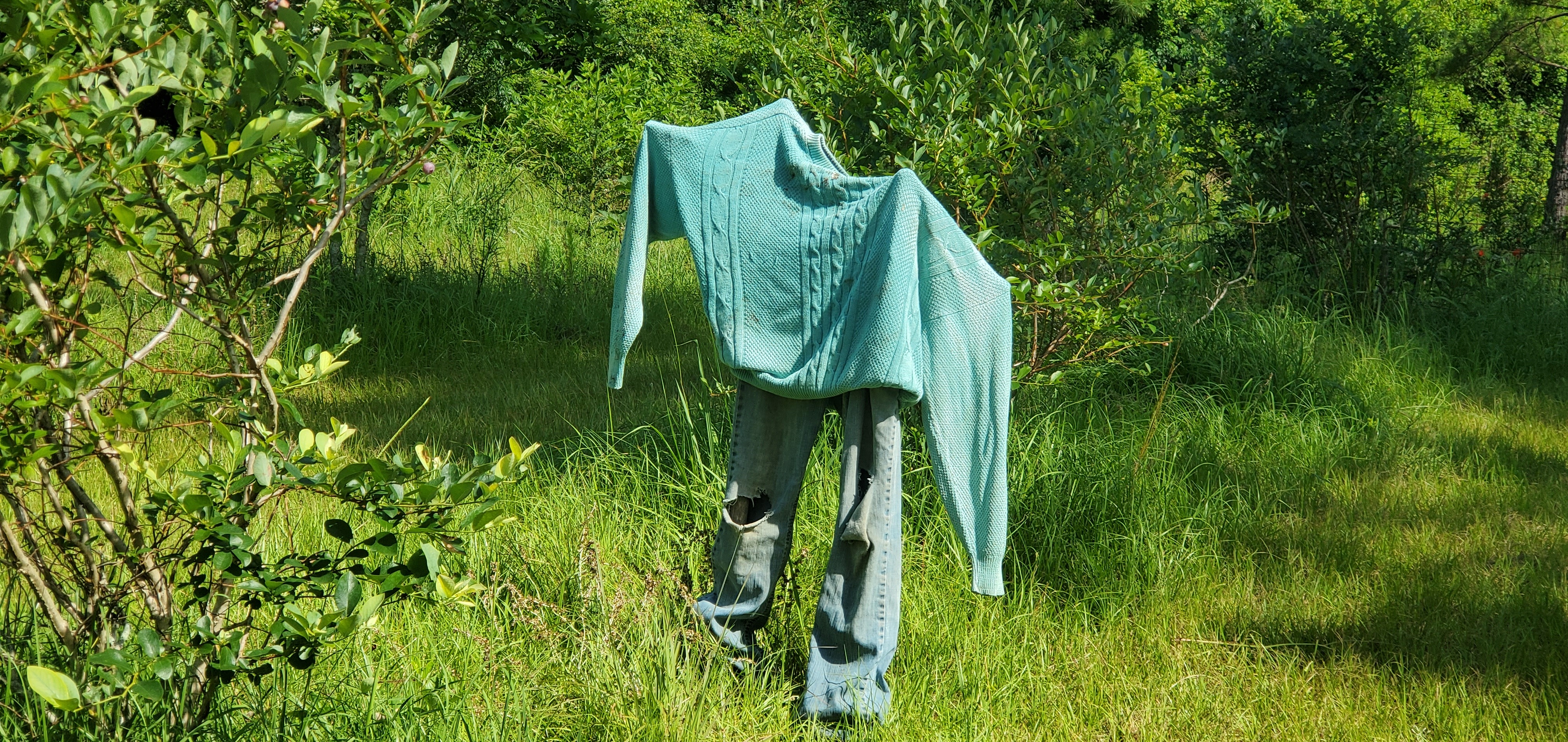 Scarecrow in the blueberries