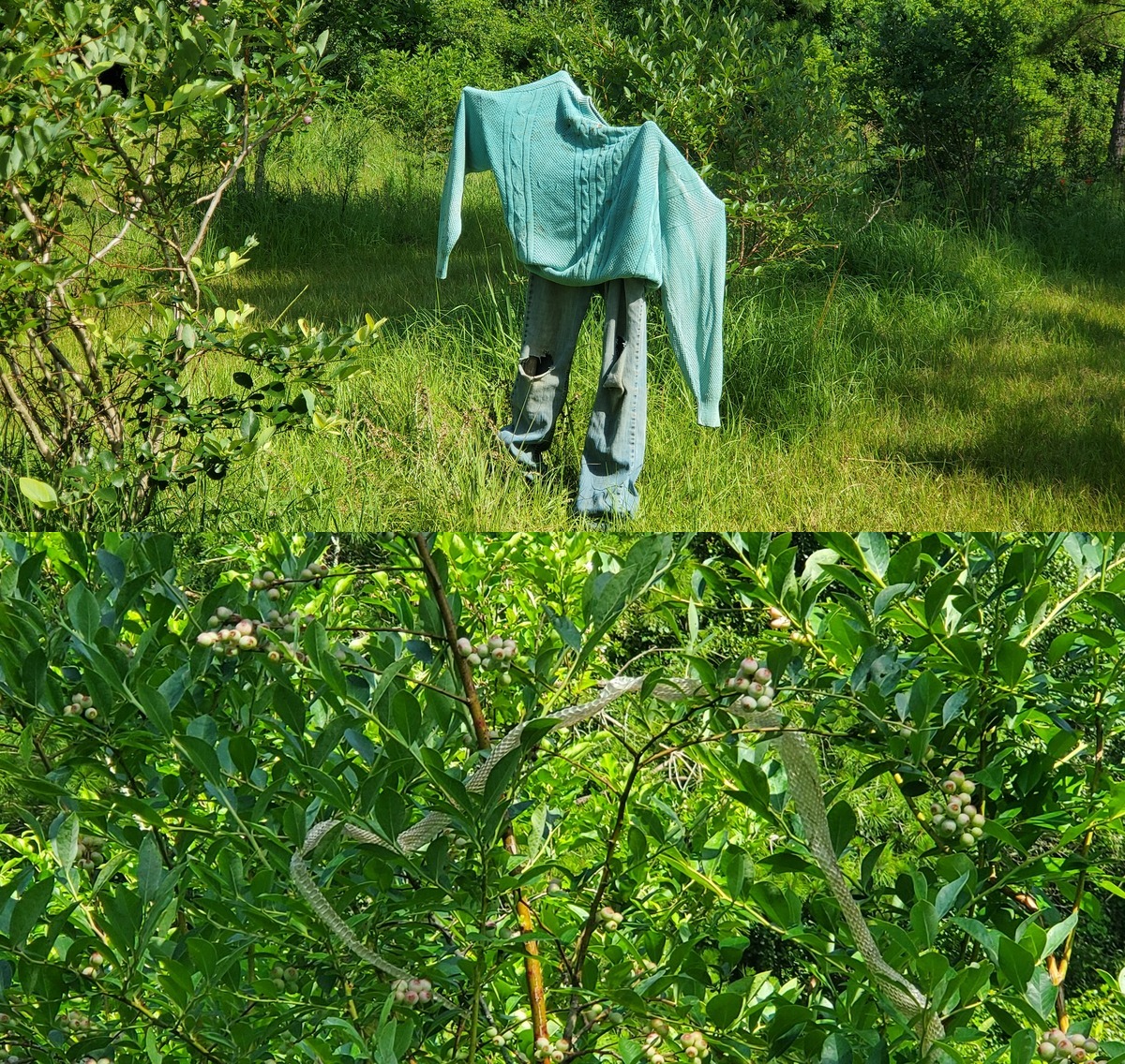 Scarecrow and scaresnake in the blueberries