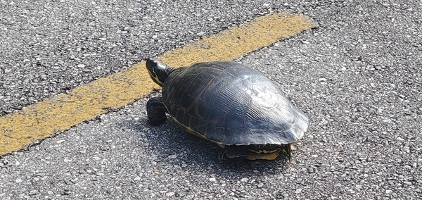 [Turtle in road]