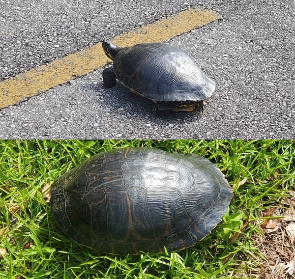 [Turtle in road and on the other side]