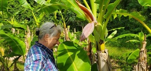 [Blooming banana]