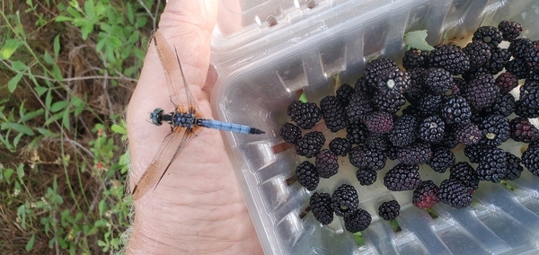 Dragonfly and blackberries