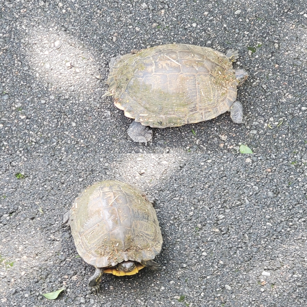 [Turtle or tortoise?]