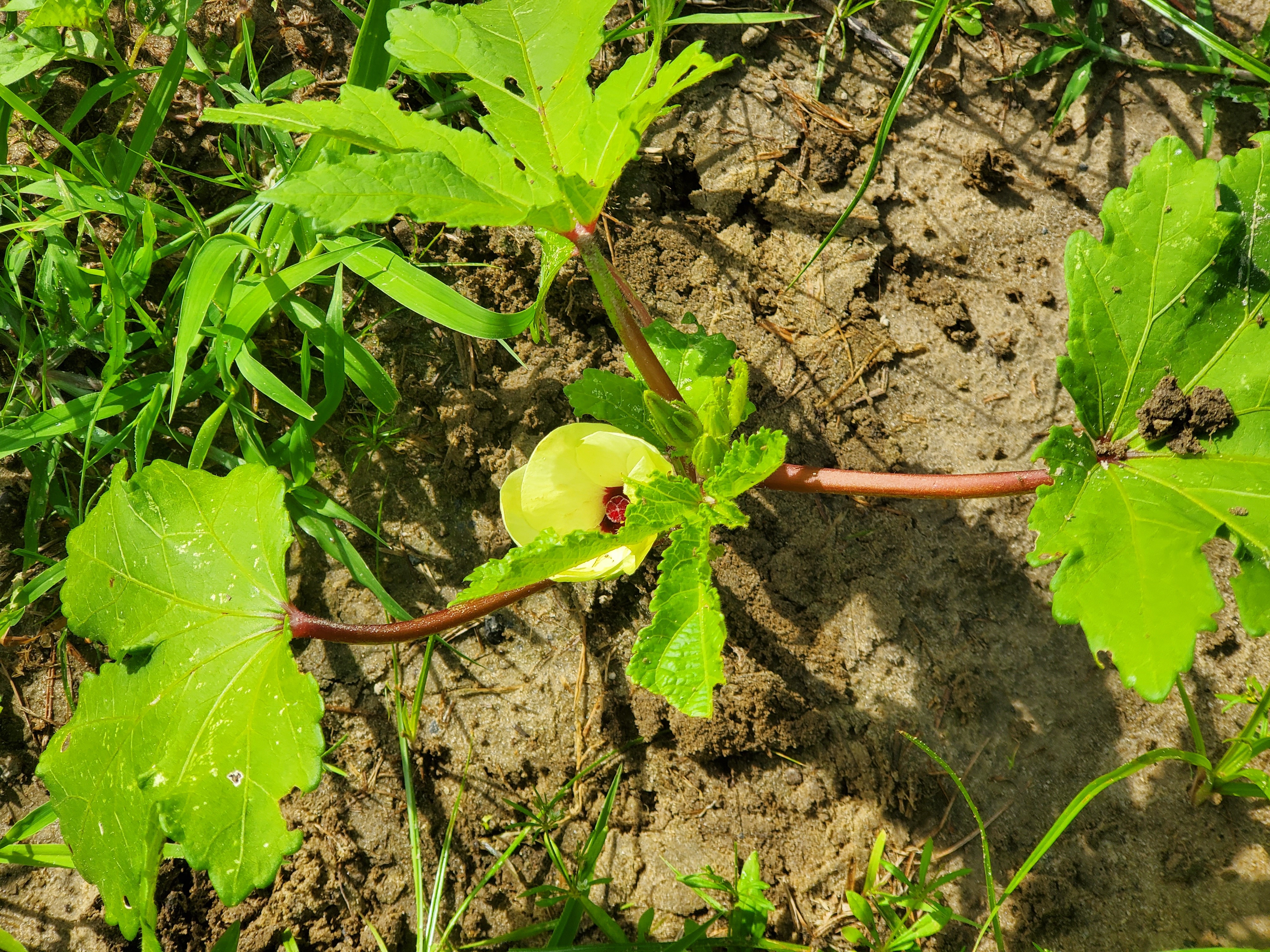 Finally an okra bloom