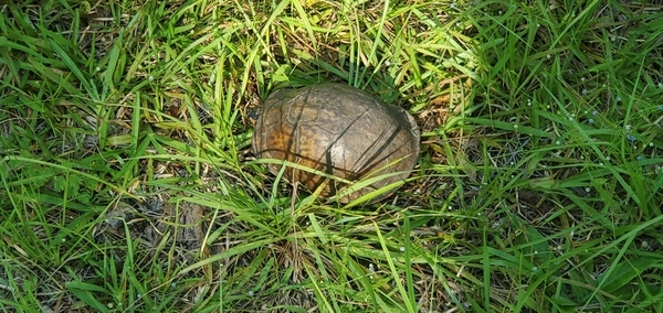Turtle back
